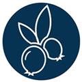 Bilberry